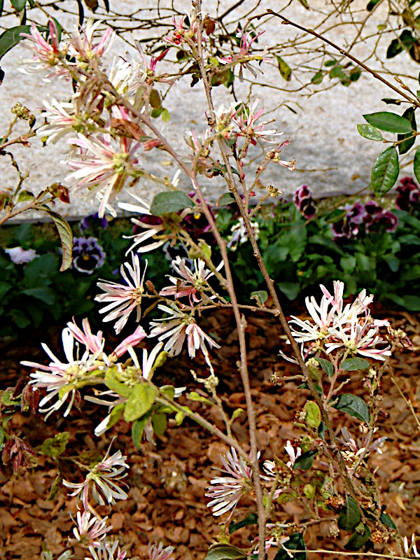 xjoigL}TNErR(Bicolor)